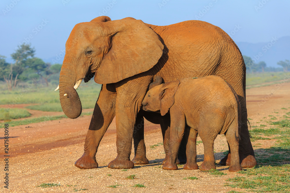 Fototapeta premium African bush elephant (Loxodonta africana) aka African savanna elephant or African elephant. Calf suckling. North West Province. South Africa