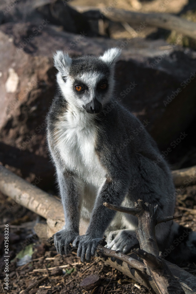 Obraz premium Lemur de cola anillada