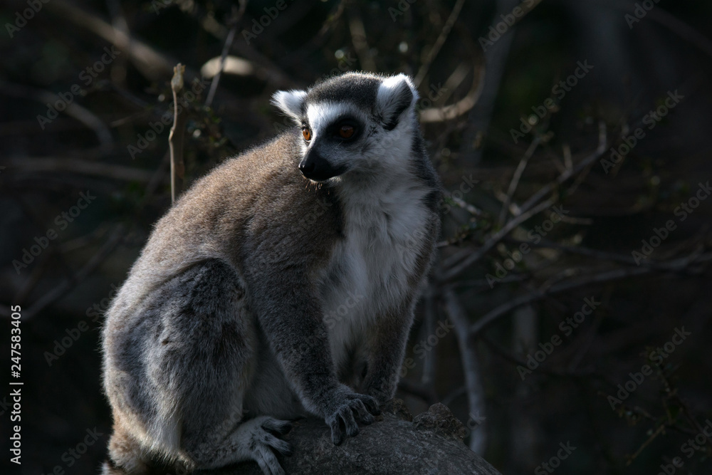 Fototapeta premium Lemur de cola anillada