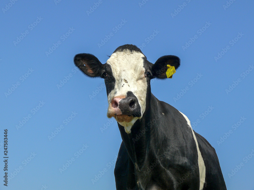 Portrait of a cow, special stain pattern,  dark dot on her pink large nose, at a clear bright blue sky.