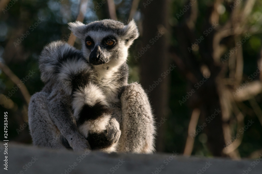 Naklejka premium Lemur de cola anillada