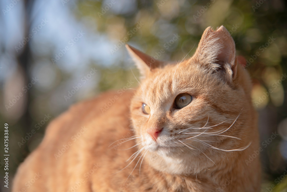 日なたぼっこをしているかわいい茶トラの地域猫・さくらねこ Ear-Tipping cat 