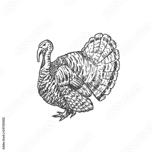 Turkey Hand Drawn Vector Illustration. Abstract Domestic Poultry Bird Sketch. Engraving Style Drawing.