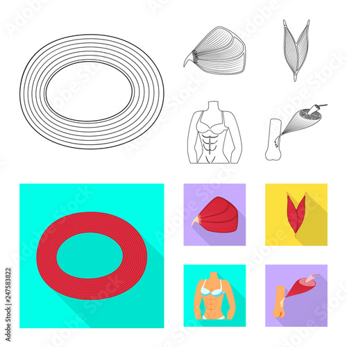 Vector design of fiber and muscular sign. Set of fiber and body  stock vector illustration.