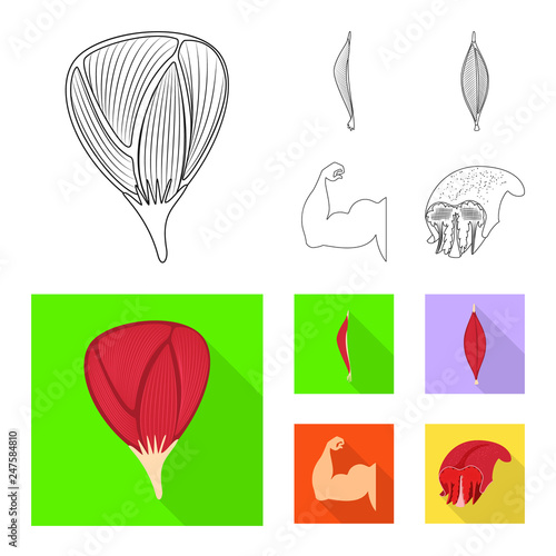Vector illustration of fiber and muscular logo. Set of fiber and body  stock vector illustration.