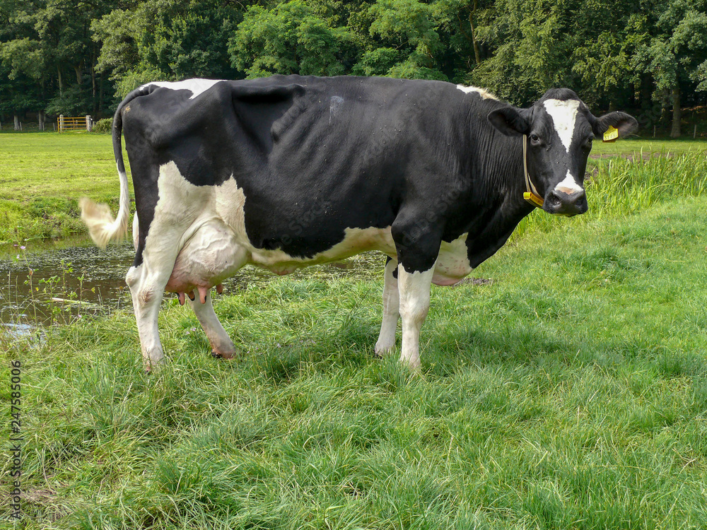 Black and white cow, with full udders, frisian holstein, standing at a green tree background. Black and white cow, with full udders, frisian holstein, standing at a green tree background.