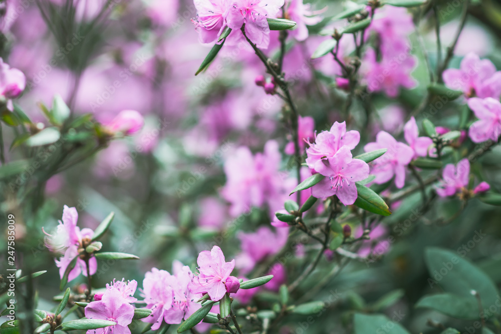 Blooming pink rhododendrons flowers. Spring season Blooming pink rhododendrons flowers. Spring season