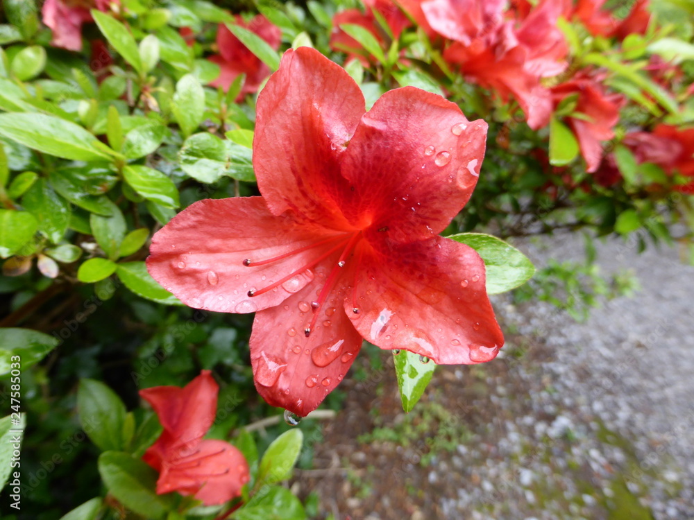 Obraz premium Flowers