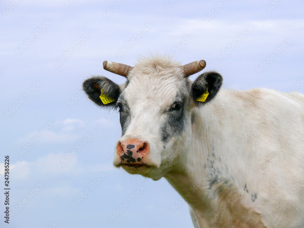 White cow with half sawn horns and grey hair spots, a pink nose with black dots, and a blue sky.