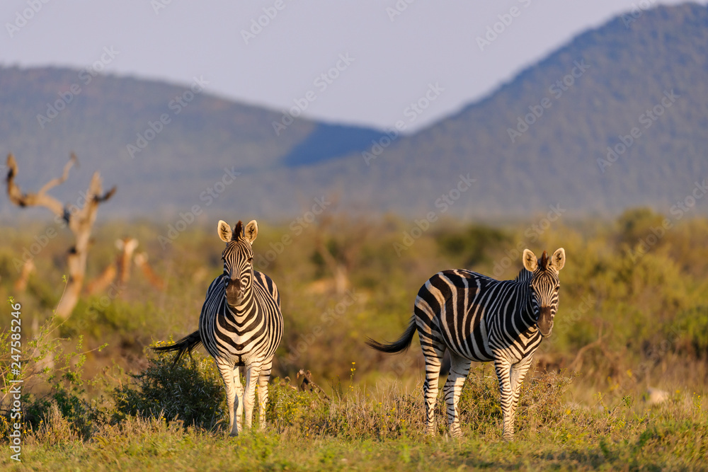 Obraz premium Plains zebra (Equus quagga, prev. Equus burchellii), aka common zebra, Burchell's zebra or quagga. North West Province. South Africa