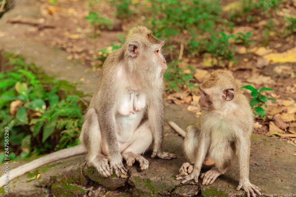 Two monkeys mother and baby sitting in jungle park Two monkeys mother and baby sitting in jungle park