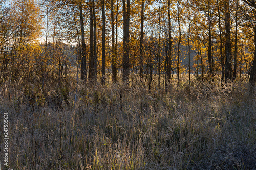 Background of dry colorful grass in frost on meadow close-up and trees in the background. Frosty Sunny morning. Golden Autumn.
