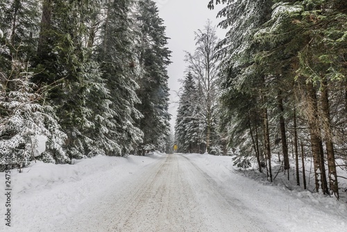 snow mountain forest landscape  © Djordje