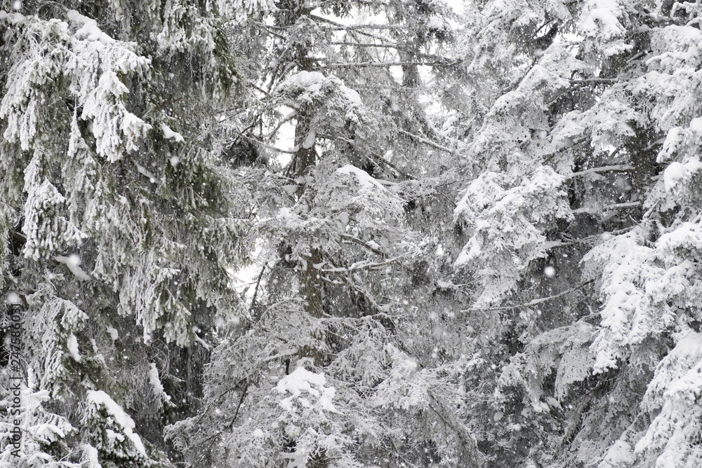 snowy conifer trees. fir tree woods snowy conifer trees. fir tree woods