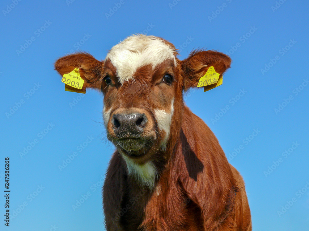 Portrait of a cute red fur calf with big eyes and black snout on a bright blue background.