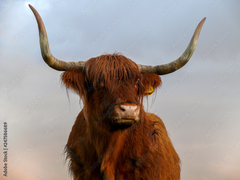 Portrait of a brown, Scottish Highland Cattle, cow with wavy hair and long horns. Portrait of a brown, Scottish Highland Cattle, cow with wavy hair and long horns.