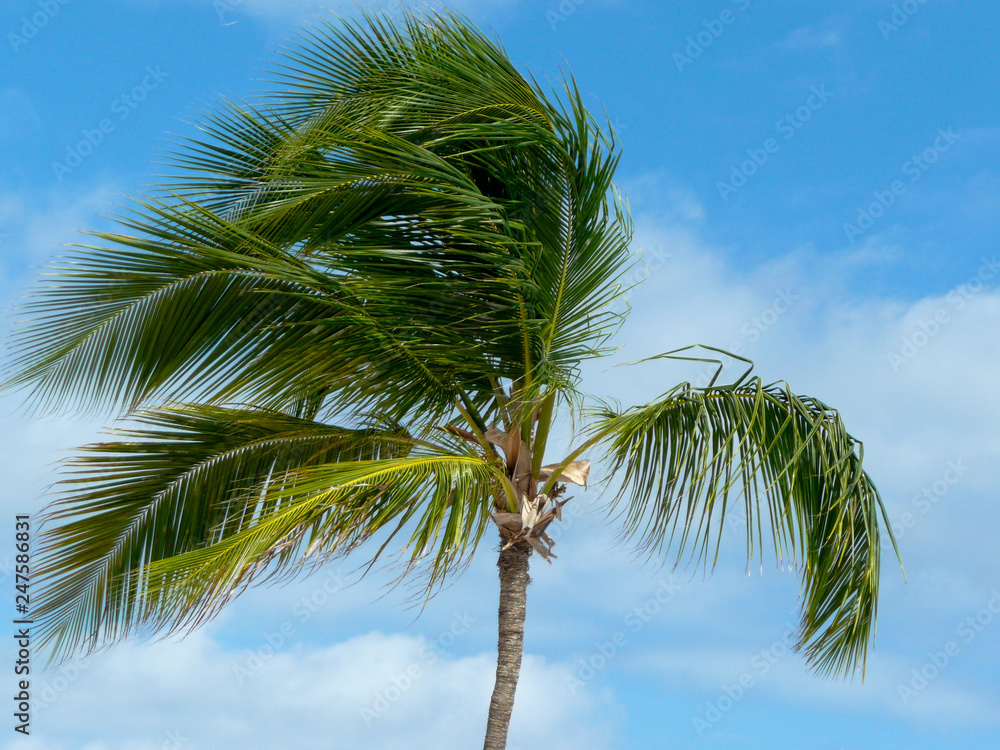 Fototapeta premium Palm tree moved by the wind on the background of the sky and clouds