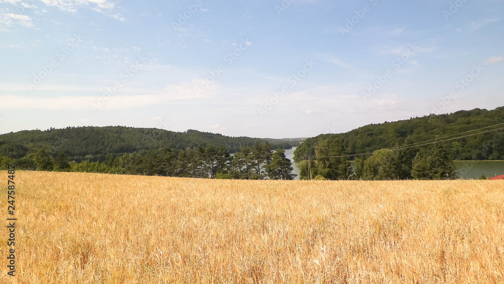 Landscape of oat field and Ostrzyckie lake, Wiezyca, Kashubian Region, Poland.