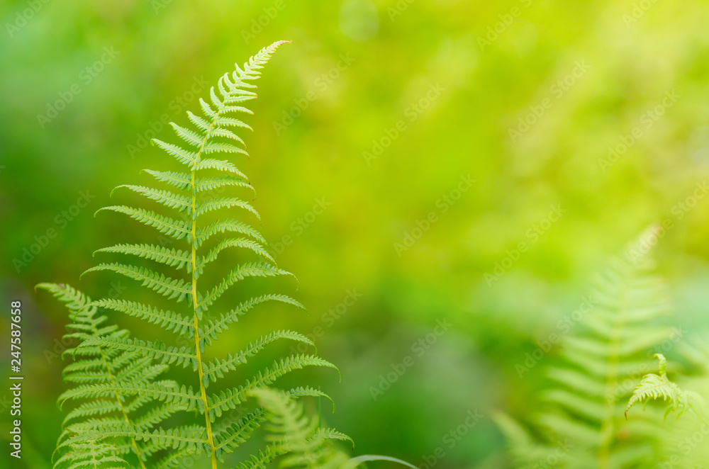 Background with fern leaf Background with fern leaf