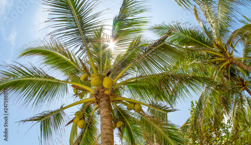 Coconut palms in the sun.