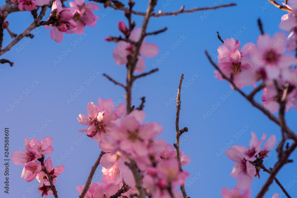 Beautiful nature scene. Spring almond flowers. Perfect and beautiful abstract almond flowers background. Springtime at field in Valencia