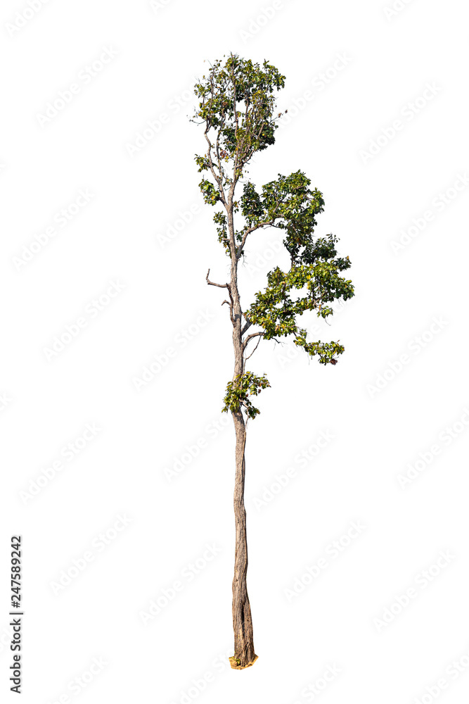 Tree shape on a white background. Tree shape on a white background.