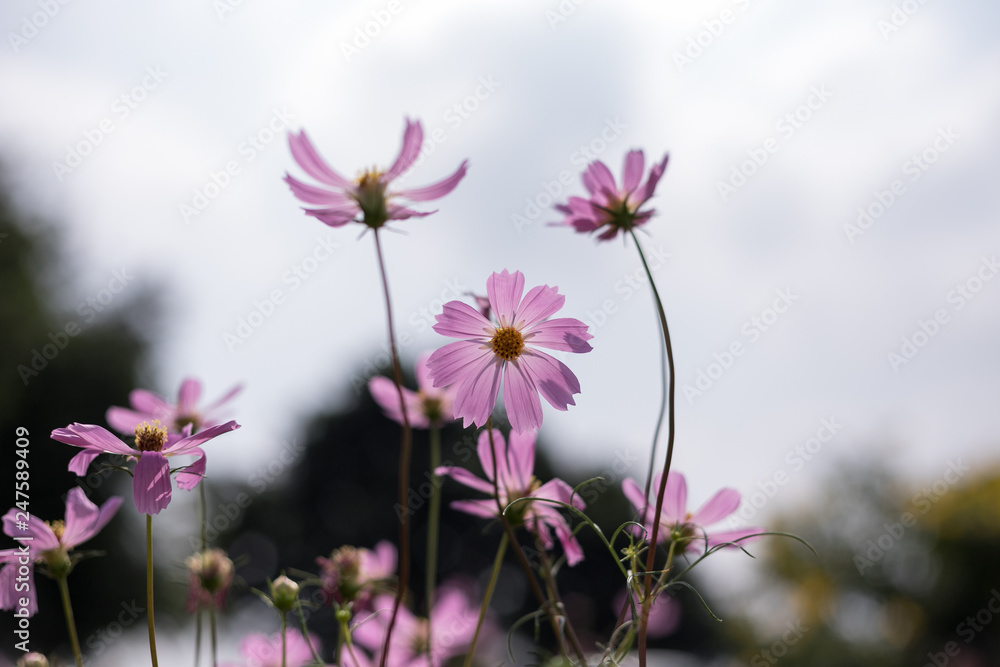 Fototapeta premium Pink sulfur cosmos 