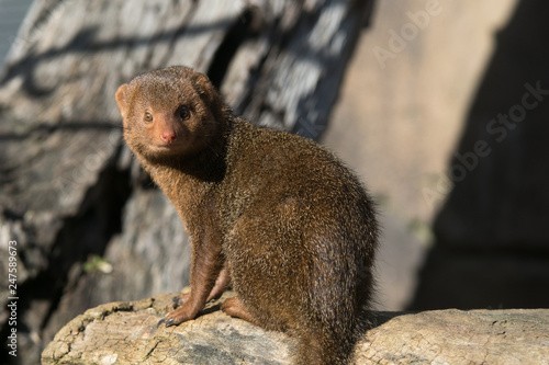 Wallpaper Mural Mangosta enana Torontodigital.ca