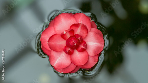 Torn Japanese camellia flower floating on the water surface. Long width banner