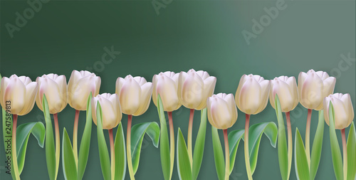 White tulip flowers Vector realistic banner. Spring season template 3d illust...