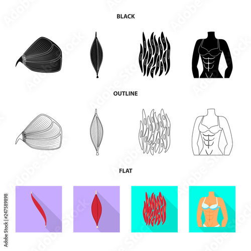 Vector design of fiber and muscular icon. Set of fiber and body  stock symbol for web.
