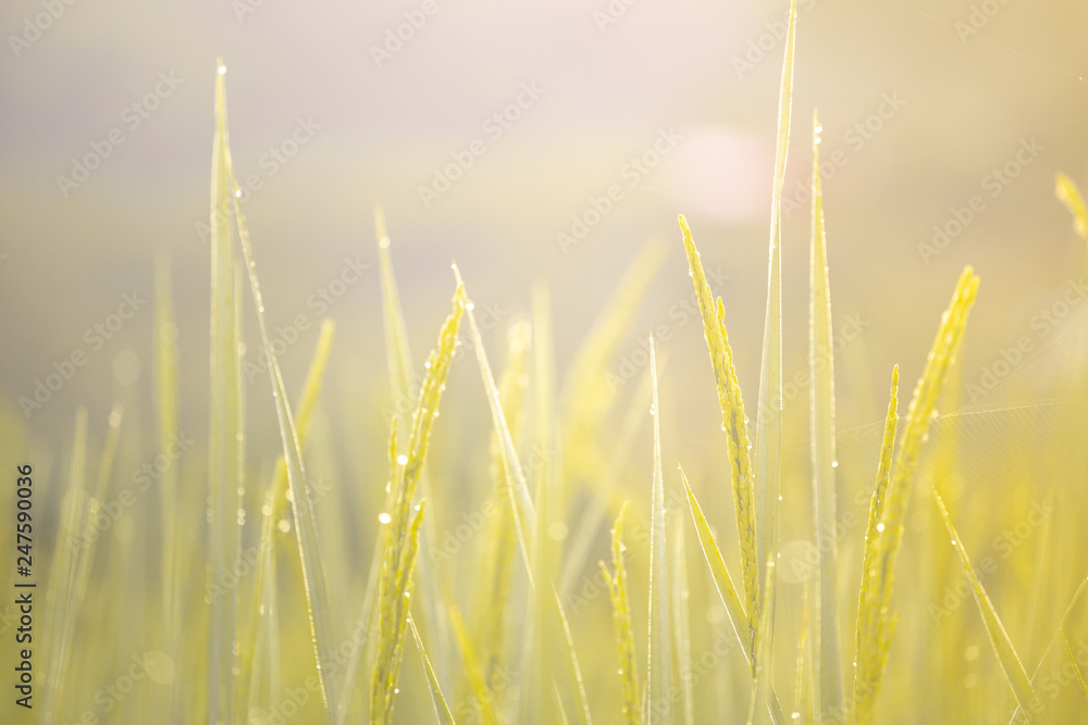 Ear of rice and golden morning light