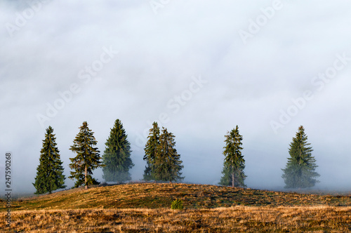 pine tree in mountains