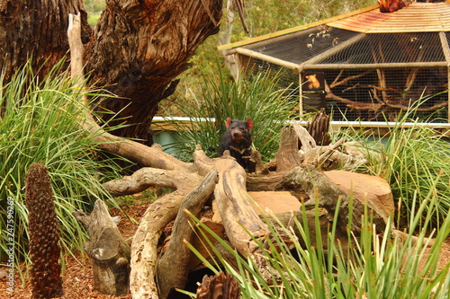 Tasmania devil at Bonorong wildlife sanctuary -  Tasmania - Australia photo