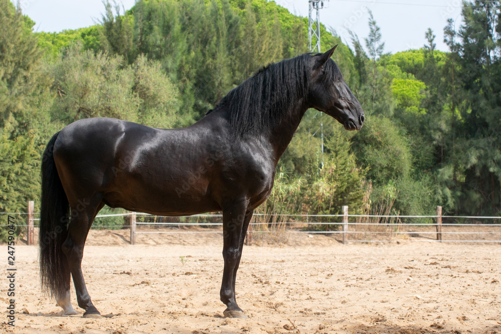 Semental de caballo español de color negro Semental de caballo español de color negro