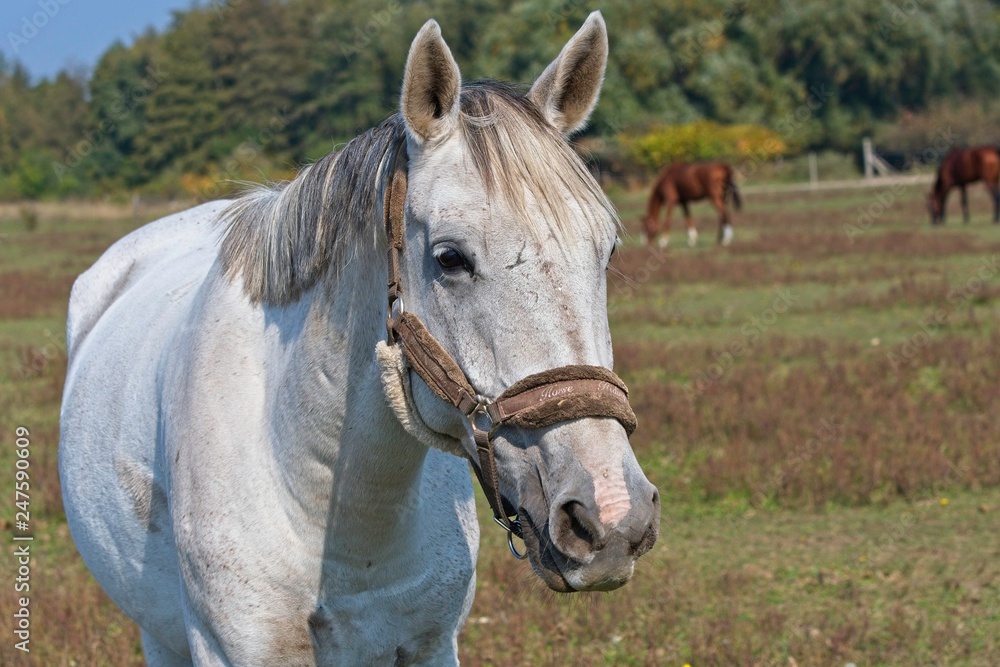 Portrait of beautiful horse race in meadow, Slovakia