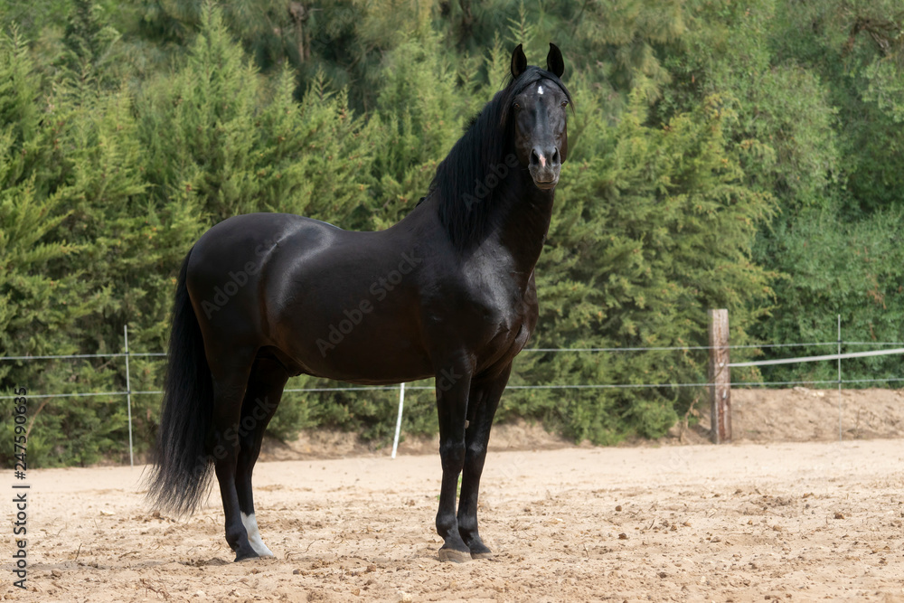 Semental de caballo español de color negro Semental de caballo español de color negro