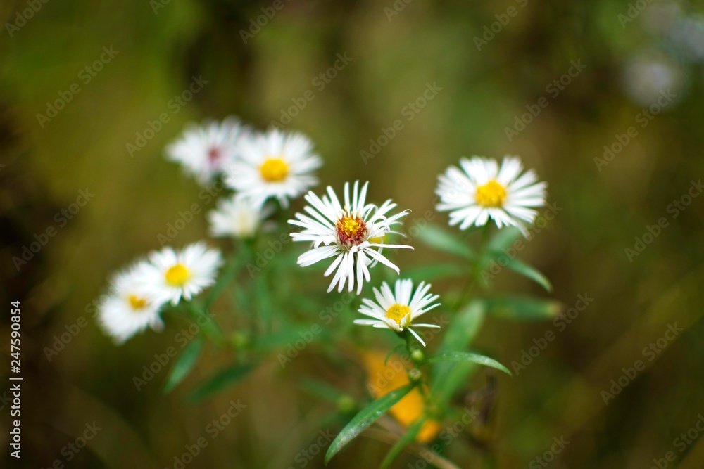 Close-up of wild chamomile in deep forest, Slovakia, Europe