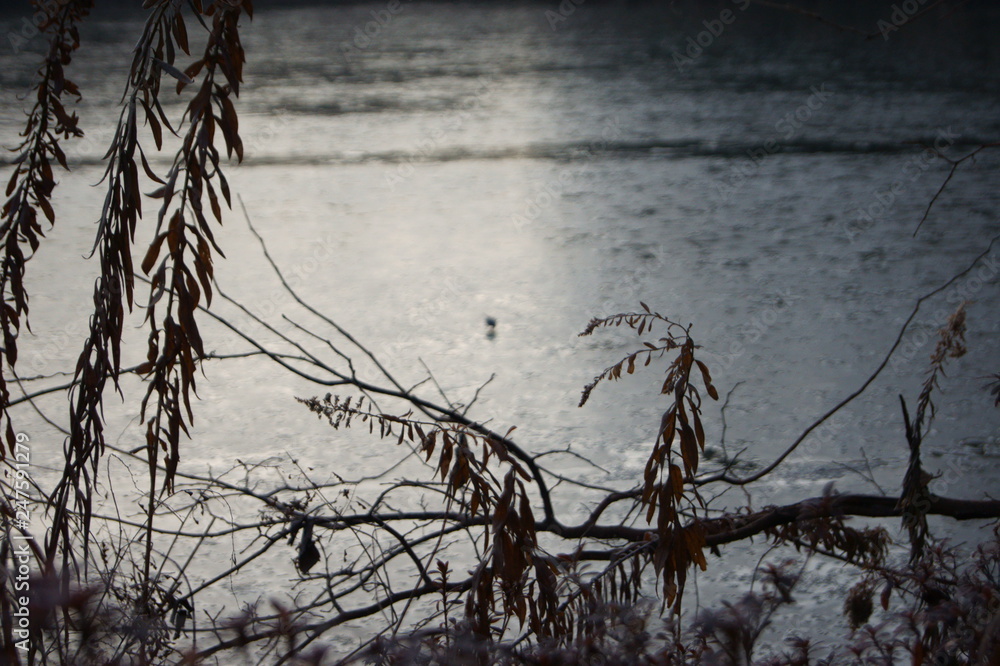 Fototapeta premium 団地の池