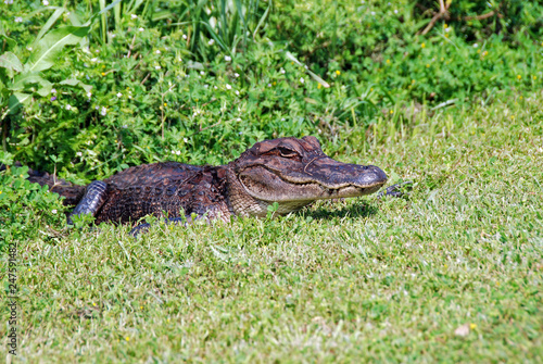 Young Alligator in Everglades N.P. © mikesch112