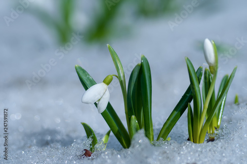 Tableau sur toile Beautifull snowdrop flower growing in snow in early spring forest
