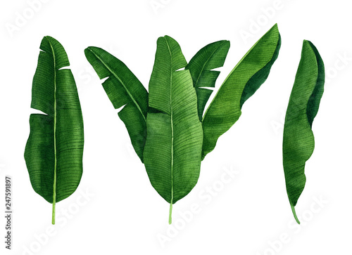 Tropical banana leaves set.