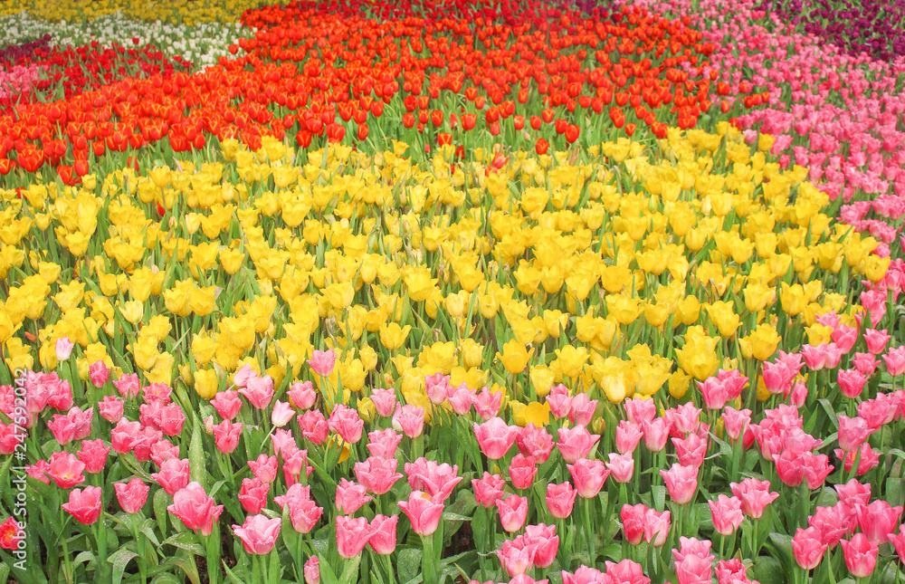 Colorful ornamental multicolored tulip  flowers field  with water drops  field natural patterns blooming  for background (  pink , yellow ,.red , white, purple )