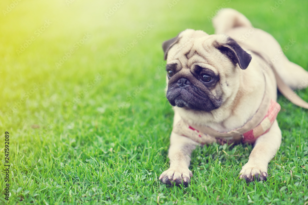 Lonely cute brown Pug lie down on green lawn