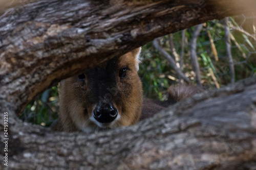 Muntjac de Reeve