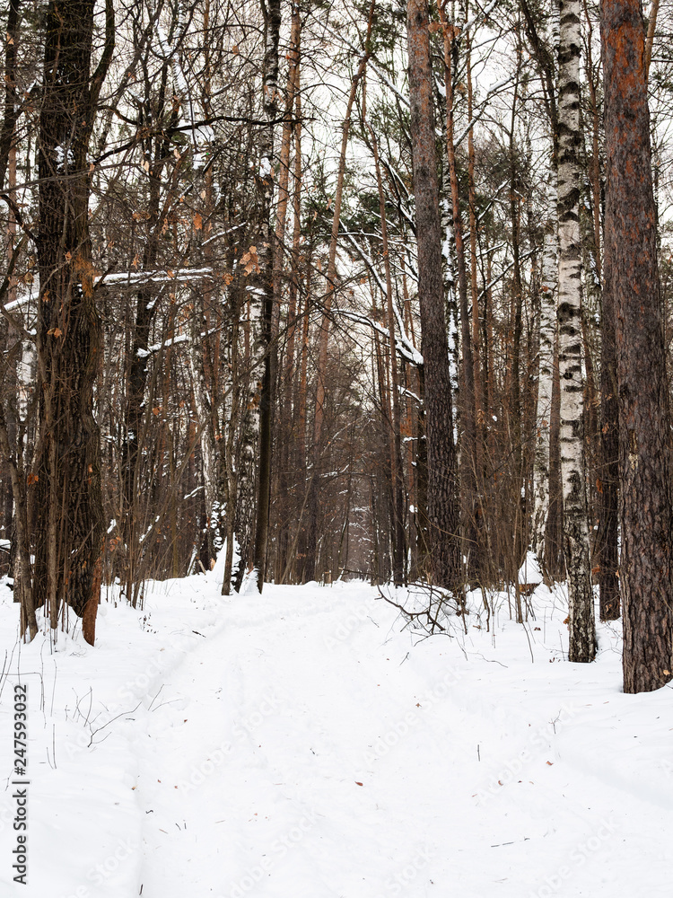 Fototapeta premium snow-covered path in city park in winter