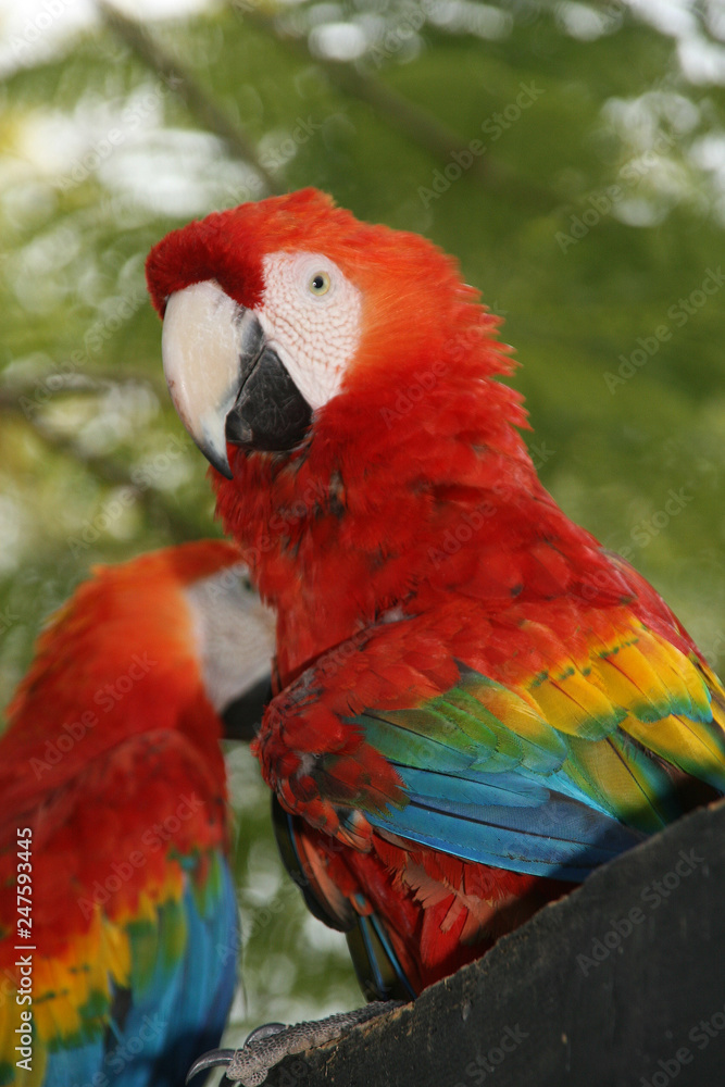 Parrot close up 