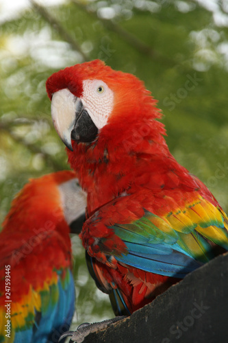 Parrot close up 