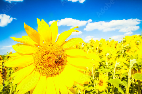 a field of blooming sunflowers against a colorful sky