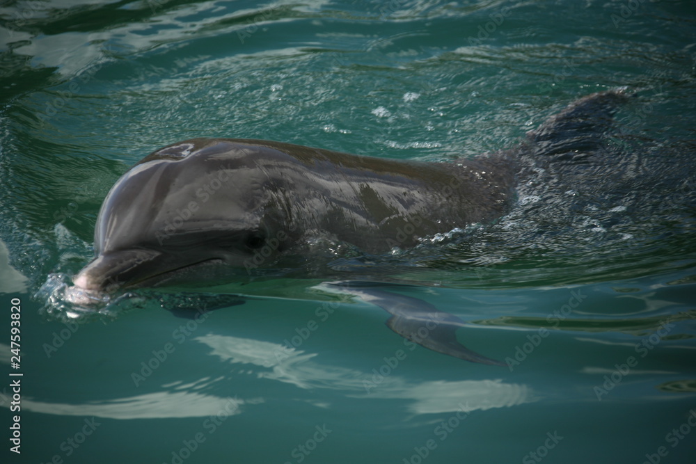 Fototapeta premium dolphin in the water